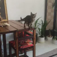 بچه گربه