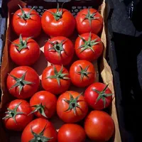 گوجه فرنگی تازه و ارزان