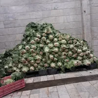 به یک نفر سبزی فروش وارد نیازمندیم