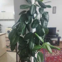 گل فیکوس