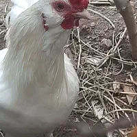 خروس و مرغ