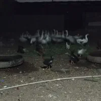 غازو مرغ عربی وخروس ونیمچه