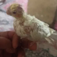 جوجه عروس هلندی