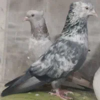 کلاغ.کفتر.کبوتر