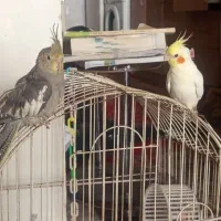 عروس هلندی و خروس