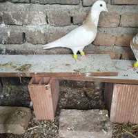 کلفه زرد|پرنده|اردکان, |دیوار