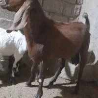 بز افغانی با این شماره تماس بگیرید