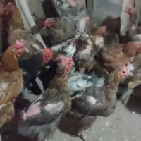 مرغ محلی وگلپایگان
