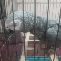 طوطی کاسکو دم قرمز سخنگو