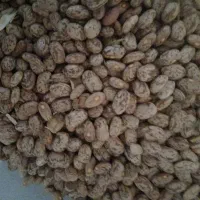 لوبیا چیتی ارتشی