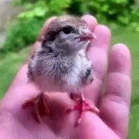 جوجه