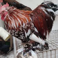 جوجه کوشین