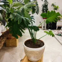 برگ انجیری فر