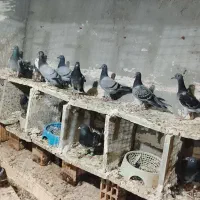 کبوتر جوجه پلاکی