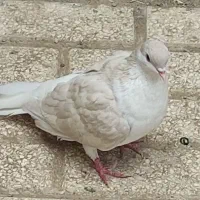 سده مرسه .ماده