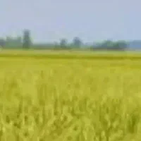 بذر ندا بوجاری شده درجه ۱ .در کیسه های ۴۰ کیلویی