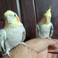 یک جفت عروس هلندی مولد سخنگو رام و دستی