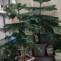 کاج مطبق ( قیمت دو تا با هم قابل مذاکره)