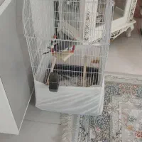 قفس