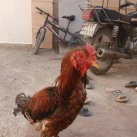 خروس لاری