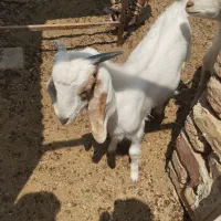 بز نژاد افغان