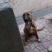 سگ سراب