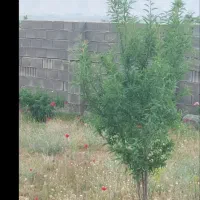 باغ شهری مجموعه فارس مبین سیخ دارنگون،هوردشت