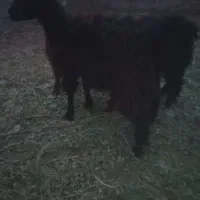۲۰ راس کره رگایی