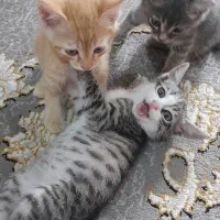 واگذاری بچه گربه