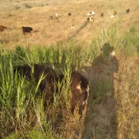 ۳۰ عدد بزغاله نروماده