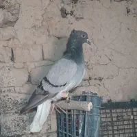 دم سفید رنگه آلمانی تزئینی