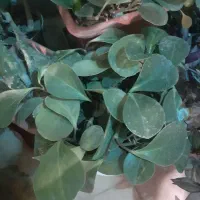گل و گیاه