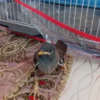 جوجه مینا