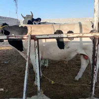 گوساله