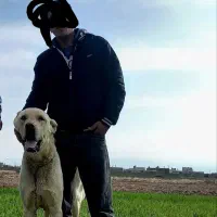 سگ نگهبان