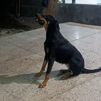 سگ دوبرمن