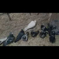 کبوتر|پرنده|شیراز, دانشگاه شیراز|دیوار