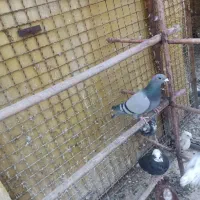 کبوتر پلاکی مربی دار 400 و چند عدد غریبگی ی