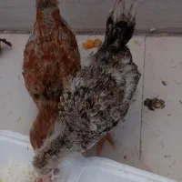 جوجه گلپایگان