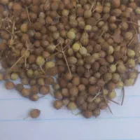 خریدار گشنیز