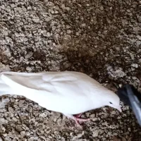 کبوتر و کفتر. دورگ و ملقی