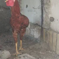 خروس نسل دار
