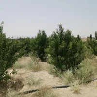 زمین باغ سند دار|فروش زمین و ملک کلنگی|اصفهان, گورت|دیوار