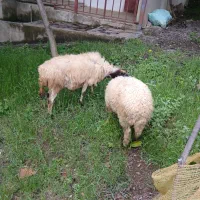 گوسفند با بره نر