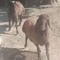 بر نر پرواری