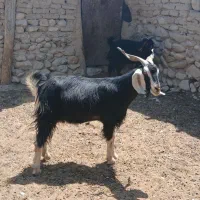فروش ۷عددبزجوان