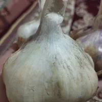 سیر