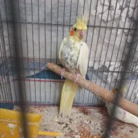 جوجه عروس هلندی