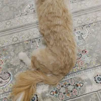 سگ پیداشده