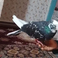 کبوتر سرور